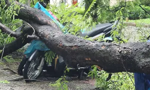 Cây đổ đè 5 xe máy ở trung tâm TP HCM